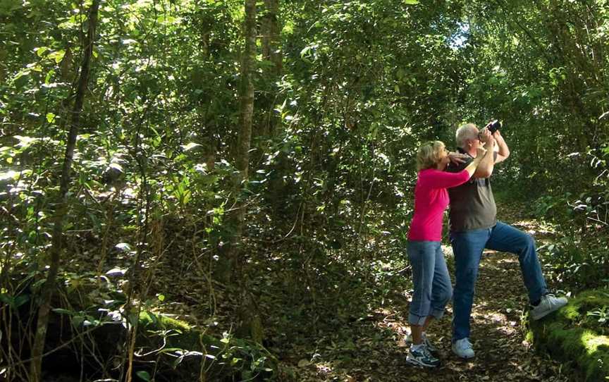 Iluka Rainforest Walking Track, Iluka, NSW