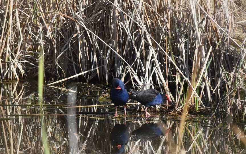 Junee Urban Wetlands, Junee, NSW