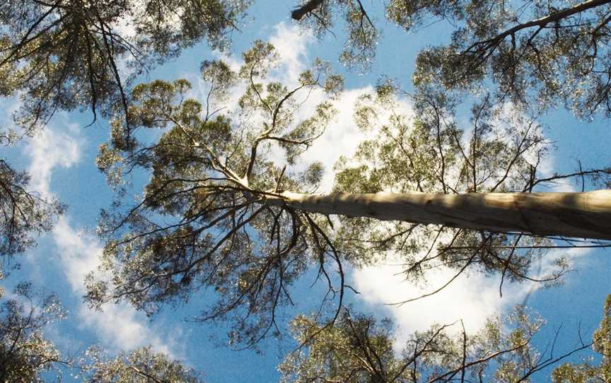 Dandenong Ranges National Park, Upper Ferntree Gully, VIC