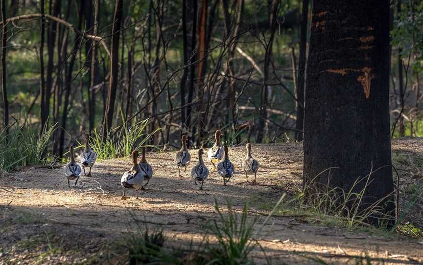 Walks in  the Eurobodalla Regional Botanic Garden, Mogo, NSW