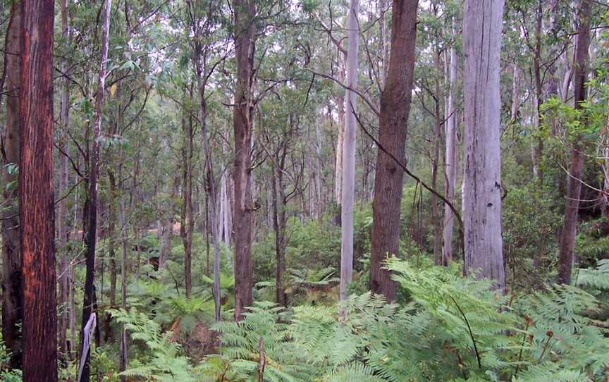 Deua National Park, Deua, NSW