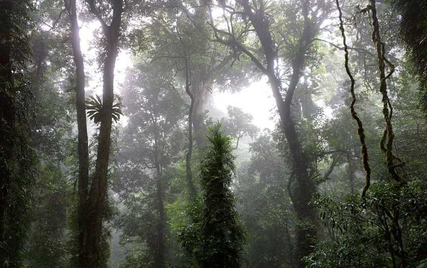 Lyrebird Link track, Dorrigo Mountain, NSW