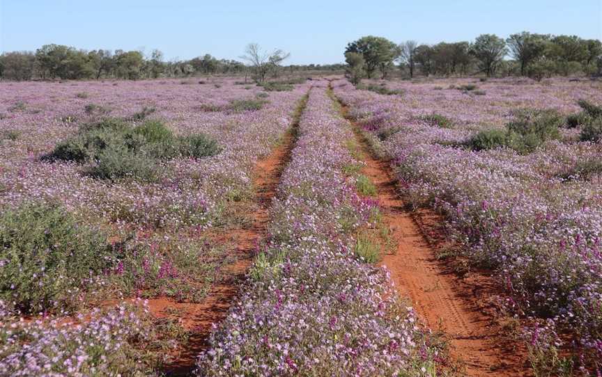 Dowling Track, Thargomindah, QLD