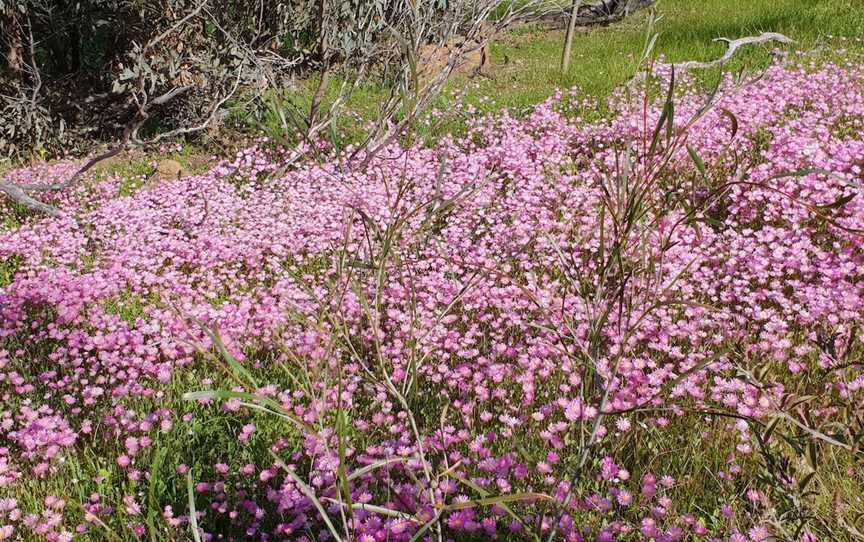 Pelham Reserve, Toodyay, WA