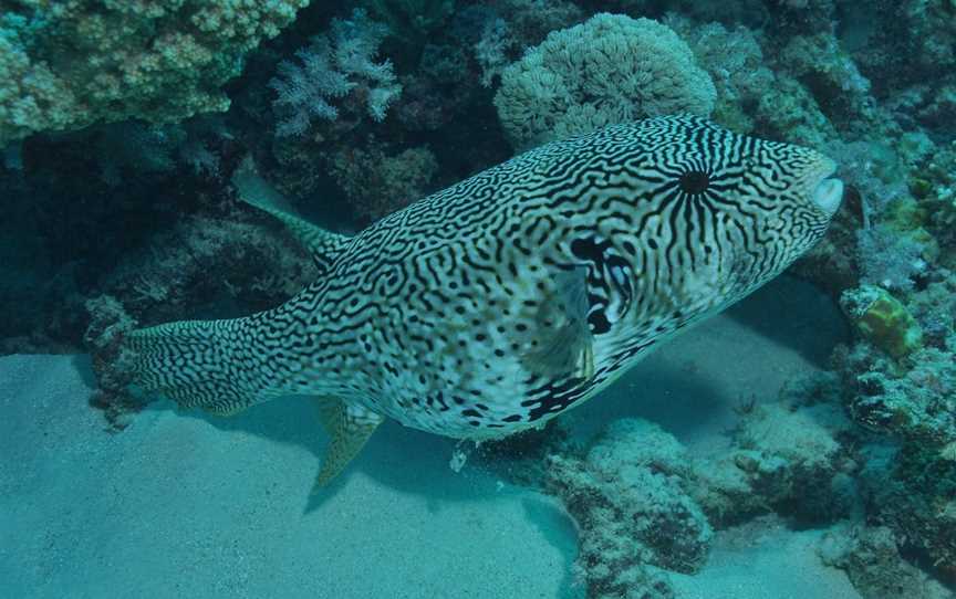 Frankland Islands Dive Site, East Russell, QLD