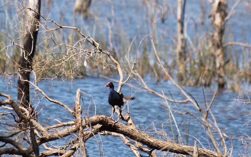 Wooroolin Wetland, Wooroolin, QLD