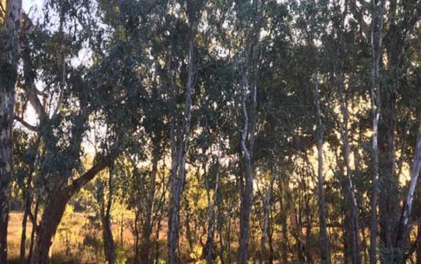 Gemmill Swamp Wildlife Reserve, Mooroopna, VIC