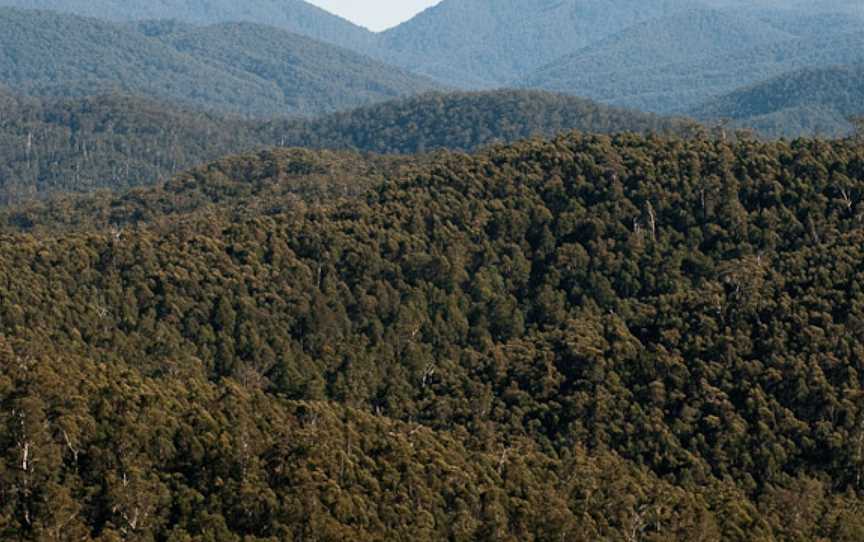 Errinundra National Park, Club Terrace, VIC