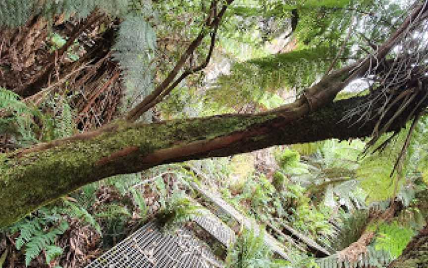 Errinundra National Park, Club Terrace, VIC