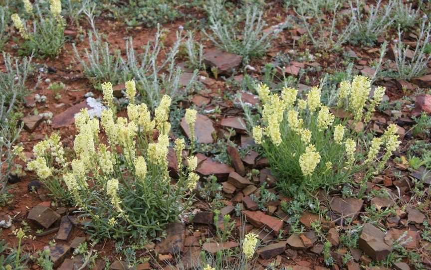 Brachina Gorge Geological Trail, Hawker, SA