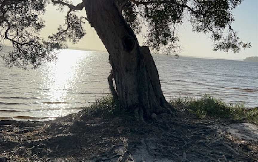 Sailing Club picnic area, Forster, NSW