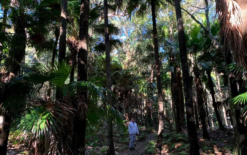 Palms picnic area, Frazer Park, NSW