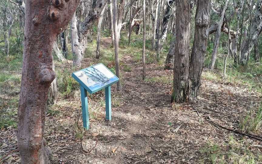 Palms picnic area, Frazer Park, NSW