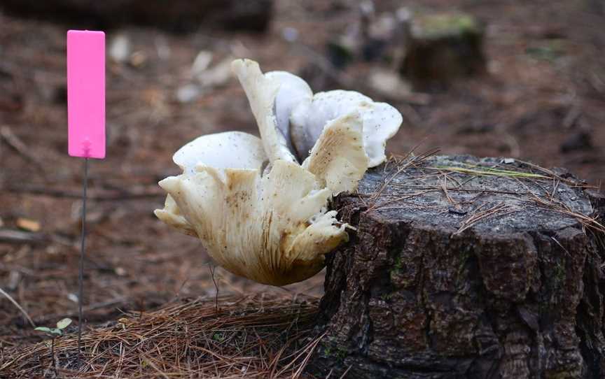 Ghost Mushroom Lane, Glencoe, SA