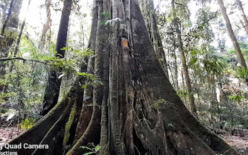 Big Scrub Loop Walking Track, Whian Whian, NSW