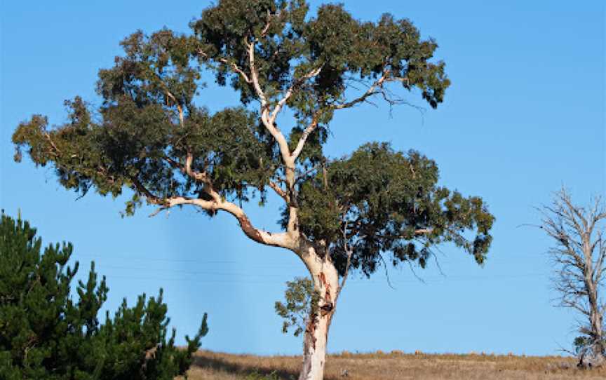 Birdwatching at Jean Todkill Park in Crookwell, Crookwell, NSW