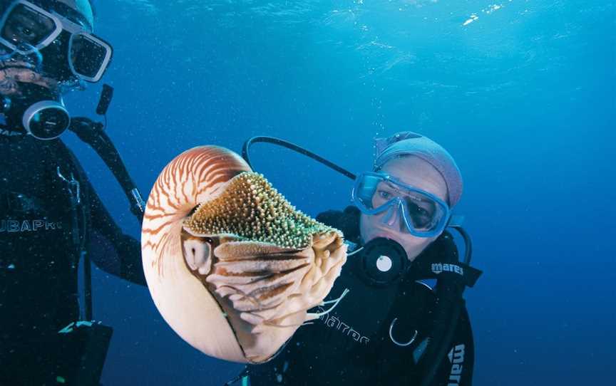 Agincourt Reef, Port Douglas, QLD