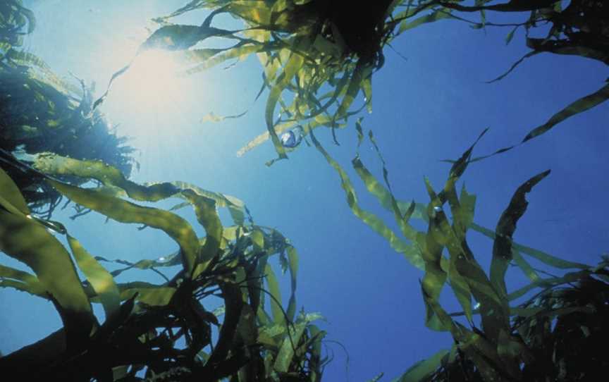 Marengo Reefs Marine Sanctuary, Marengo, VIC