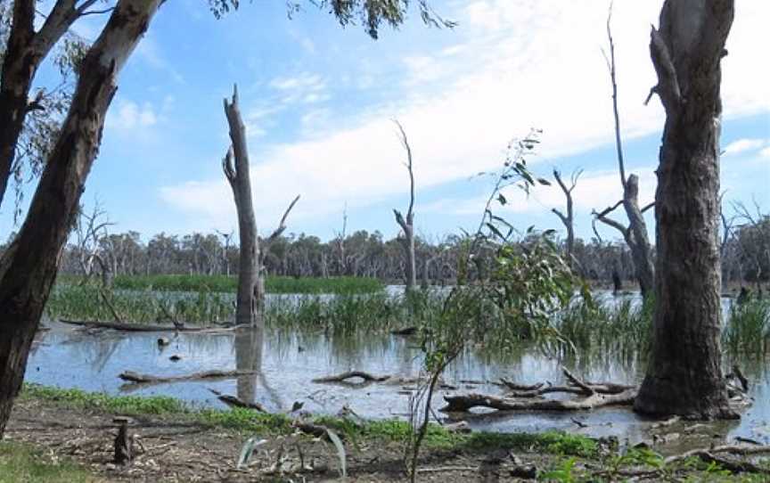 Gum Swamp Bird Hide, Forbes, NSW