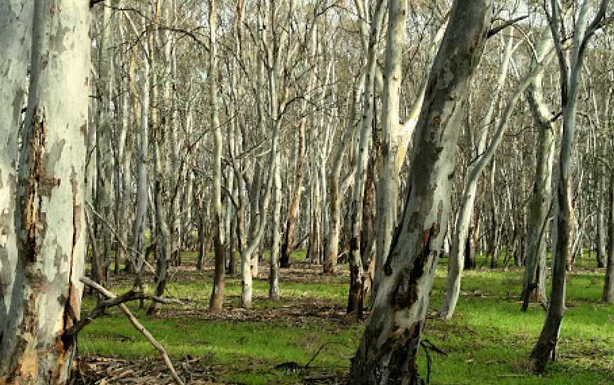 Marne Valley Conservation Park, Cambrai, SA