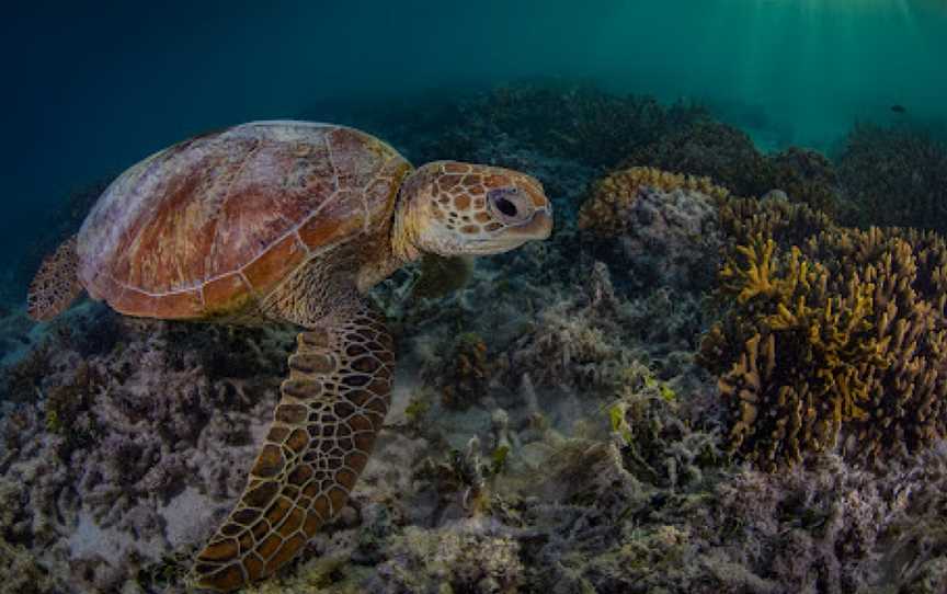 Coral Gardens, Heron Island, QLD