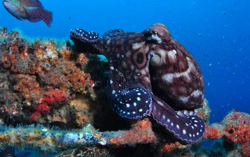 HMAS Brisbane Dive Site, Mooloolaba, QLD