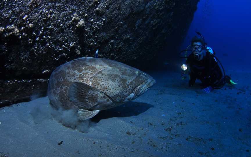 HMAS Brisbane Dive Site, Mooloolaba, QLD