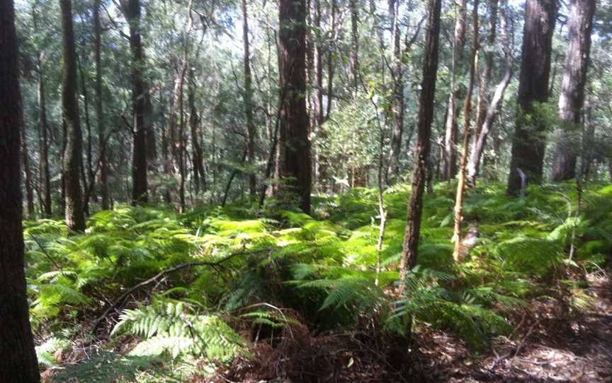 Palm Grove Nature Reserve, Somersby, NSW