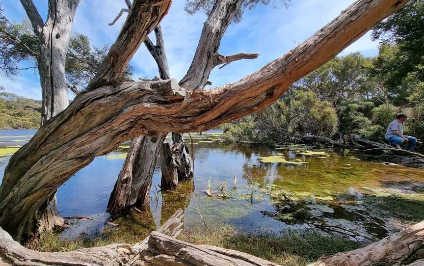 Lashmar Conservation Park, Penneshaw, SA