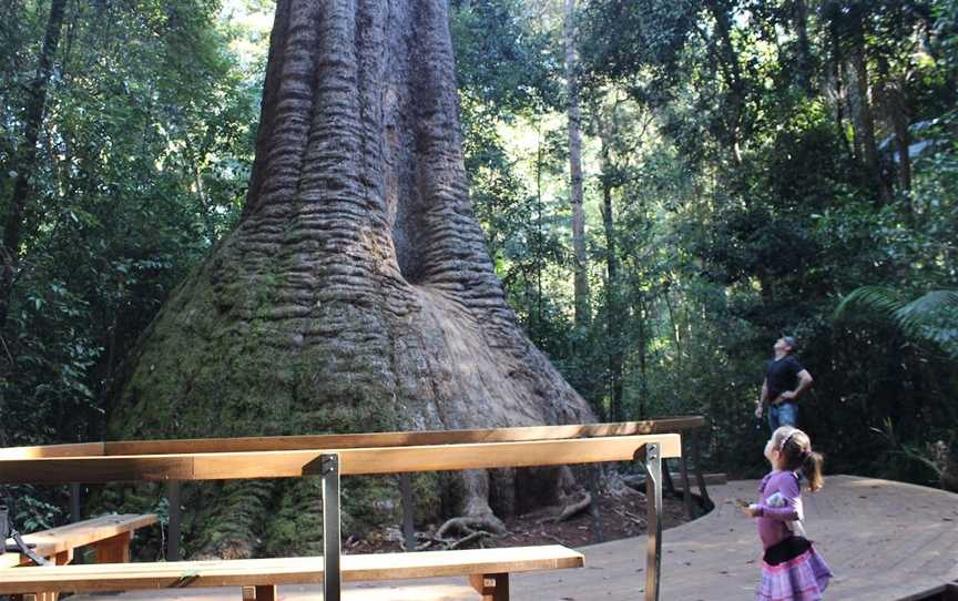 Old Bottlebutt, Wauchope, NSW