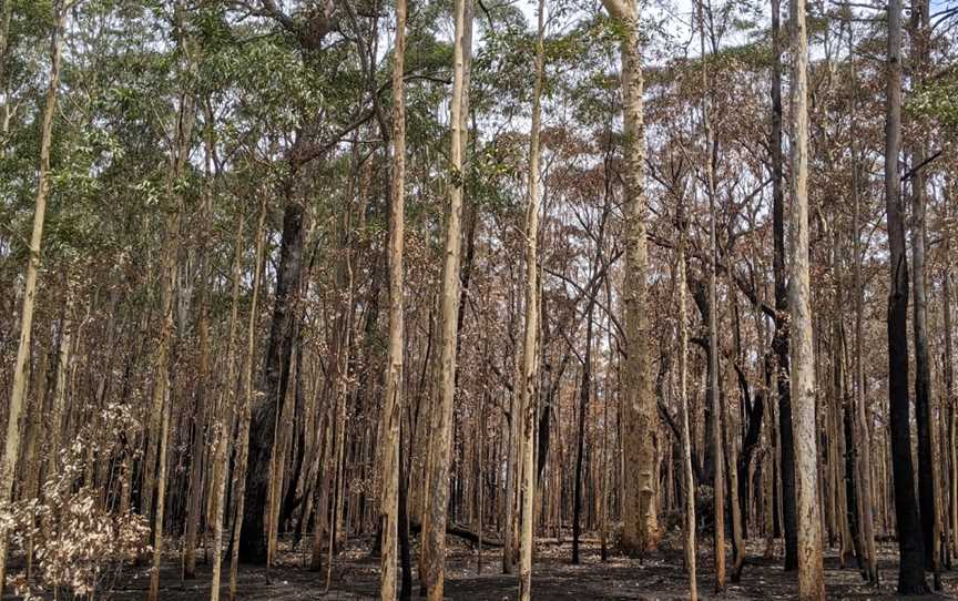 Jerrawangala National Park, Jerrawangala, NSW