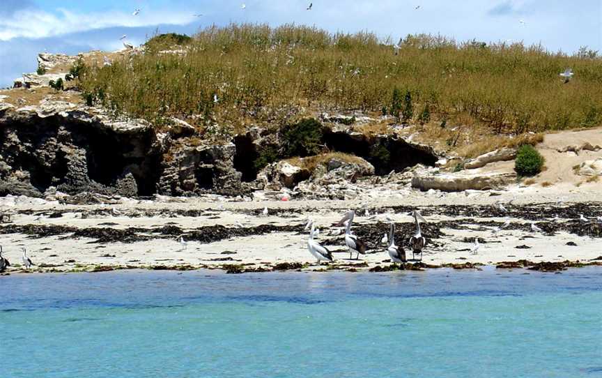 Penguin Island, Shoalwater, WA