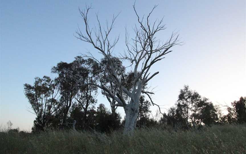 Cooleman Ridge, Chapman, ACT