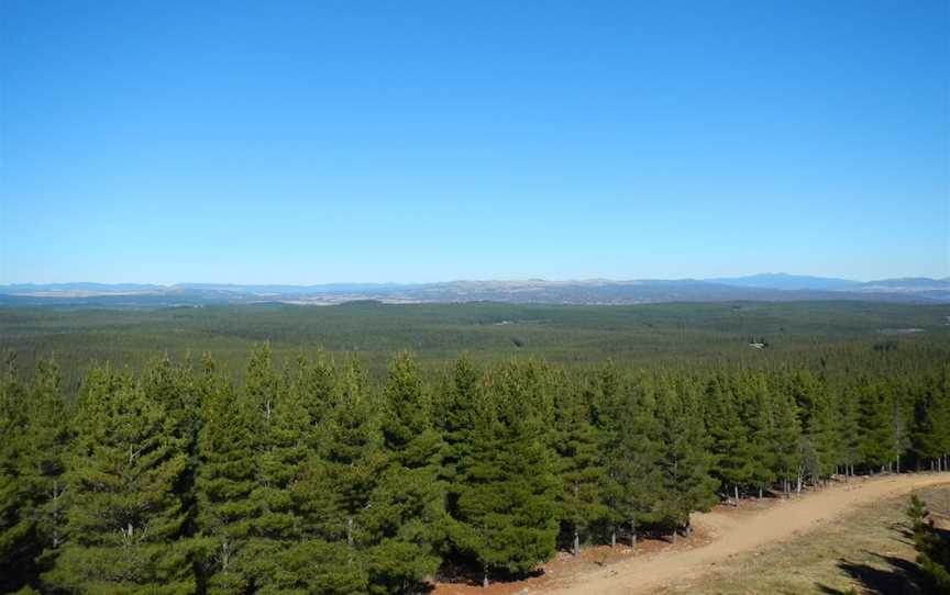 Kowen Pine Forest, Kowen, ACT