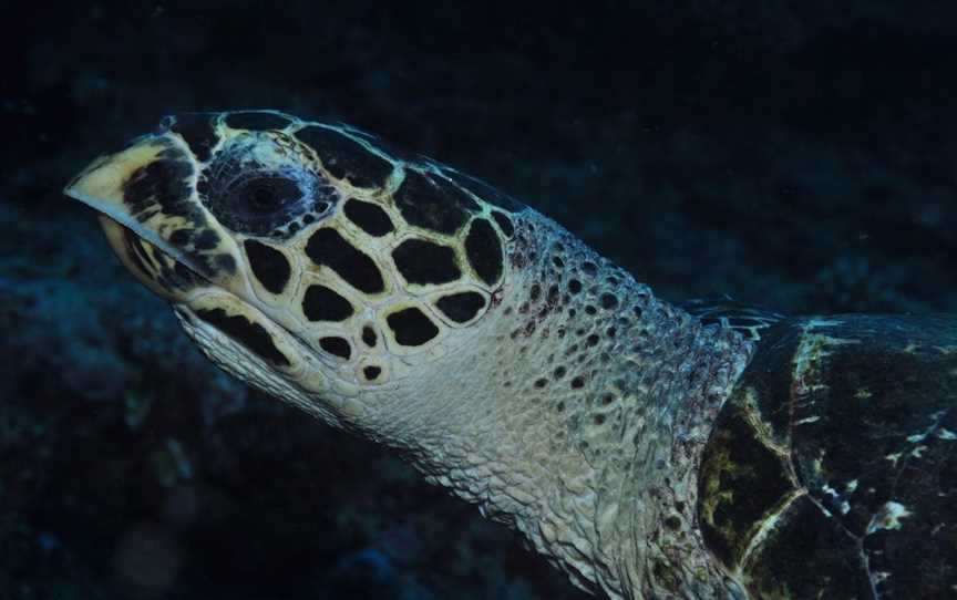 Spiders Ledge, Lady Elliot Island, QLD