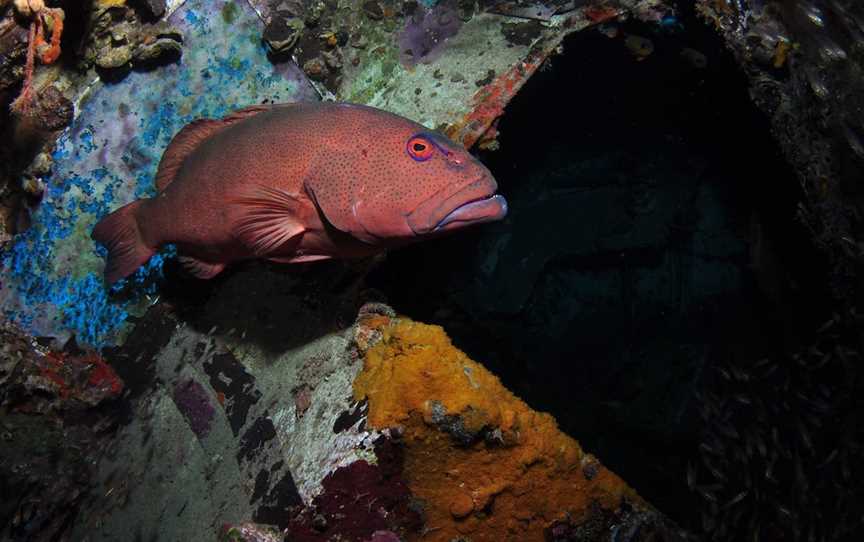 Severance Shipwreck Dive Site, Lady Elliot Island, QLD