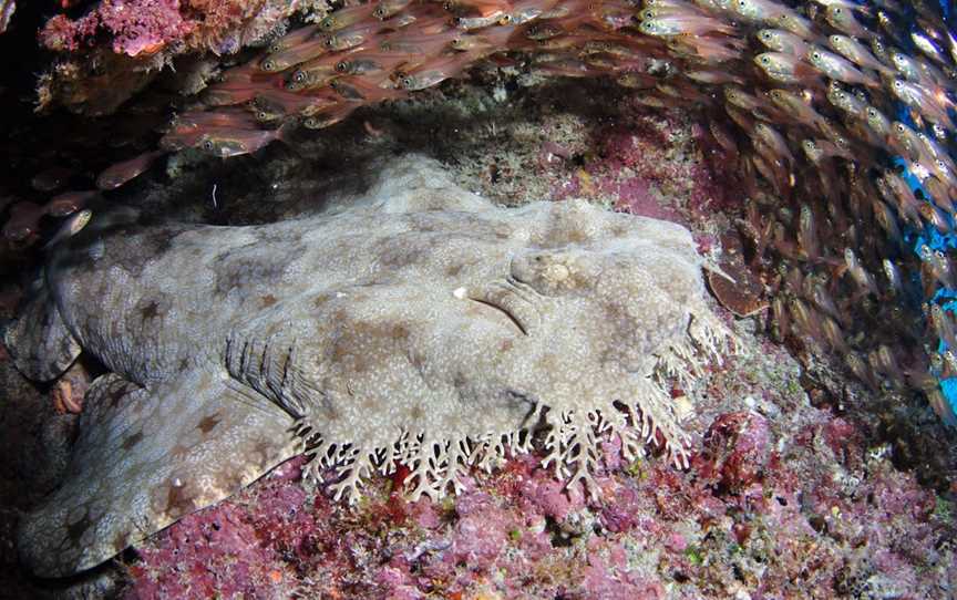 Anchor Bommie Dive Site, Lady Elliot Island, QLD