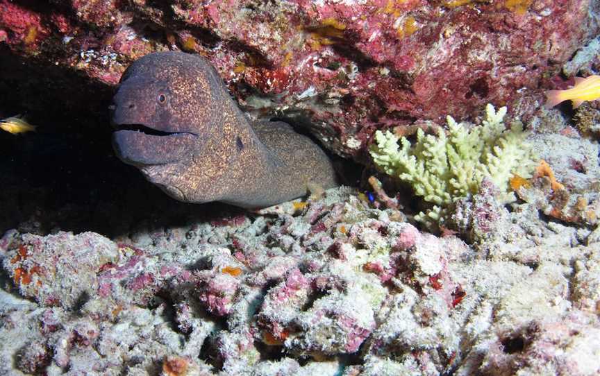 Anchor Bommie Dive Site, Lady Elliot Island, QLD