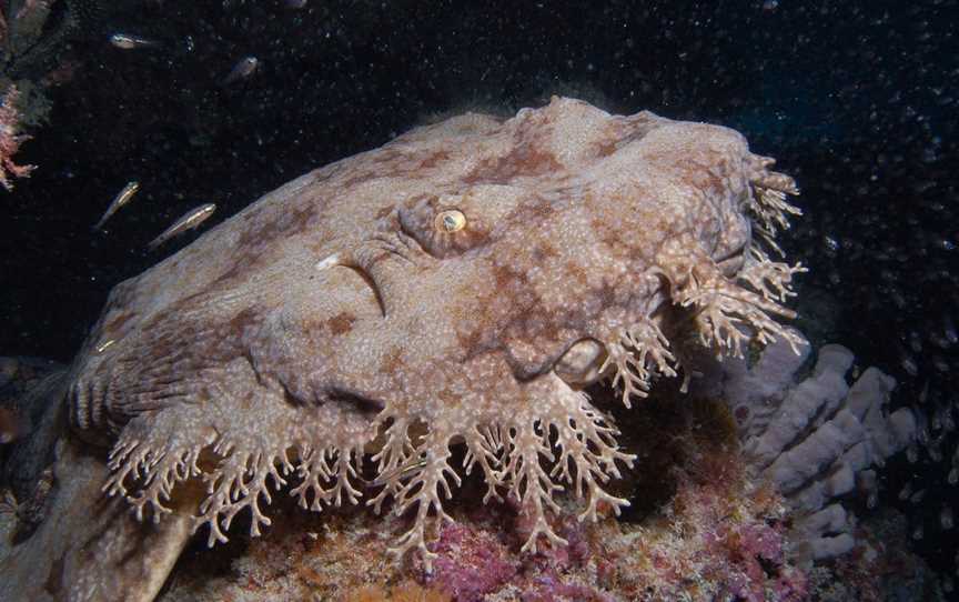 Musgrave Dropoff, Lady Musgrave Island, QLD