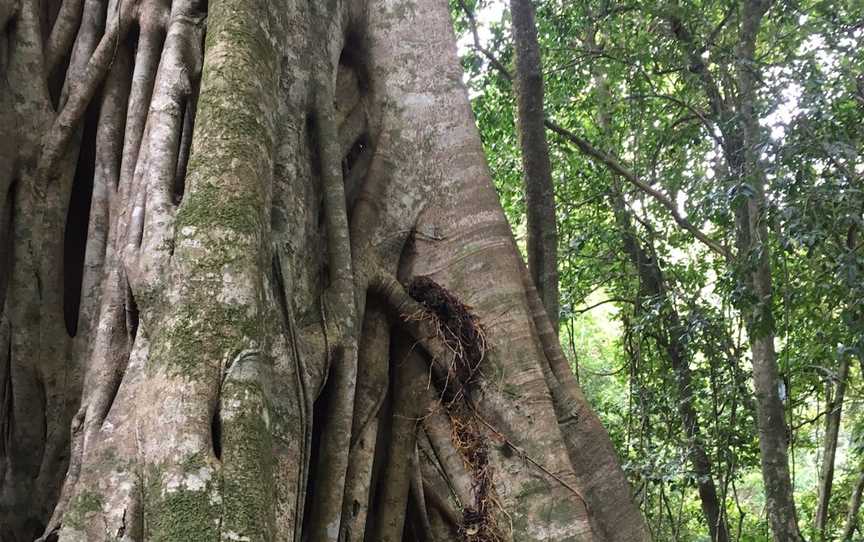 Allyn River Rainforest Walk, Upper Allyn, NSW