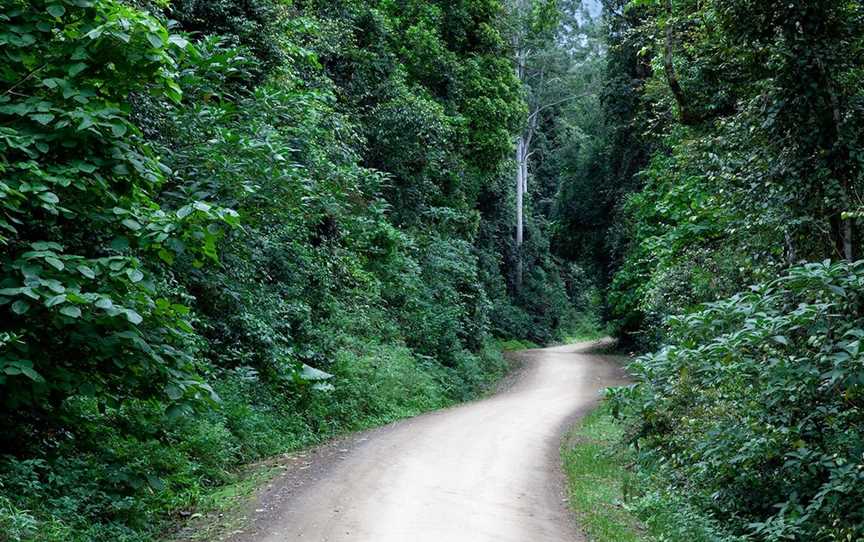 Allyn River Rainforest Walk, Upper Allyn, NSW