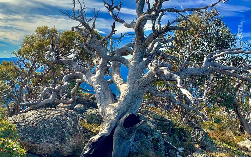 Mt Cobbler Walking Track, Wabonga, VIC