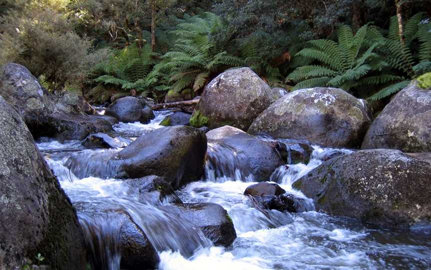 Barrington Tops National Park, Chichester, NSW