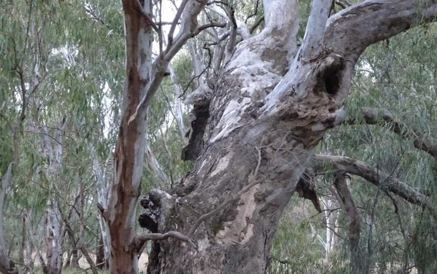 Narrandera Wetlands, Narrandera, NSW