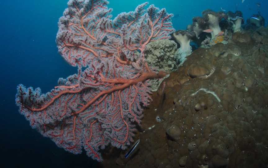 Luncheon Bay Dive Site, Hook Island, QLD