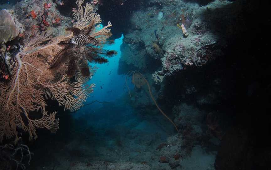 Luncheon Bay Dive Site, Hook Island, QLD