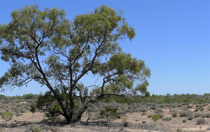 Kinchega National Park, Menindee, NSW