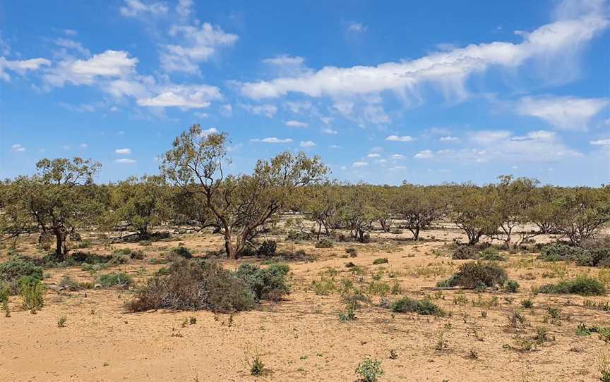 Kinchega National Park, Menindee, NSW