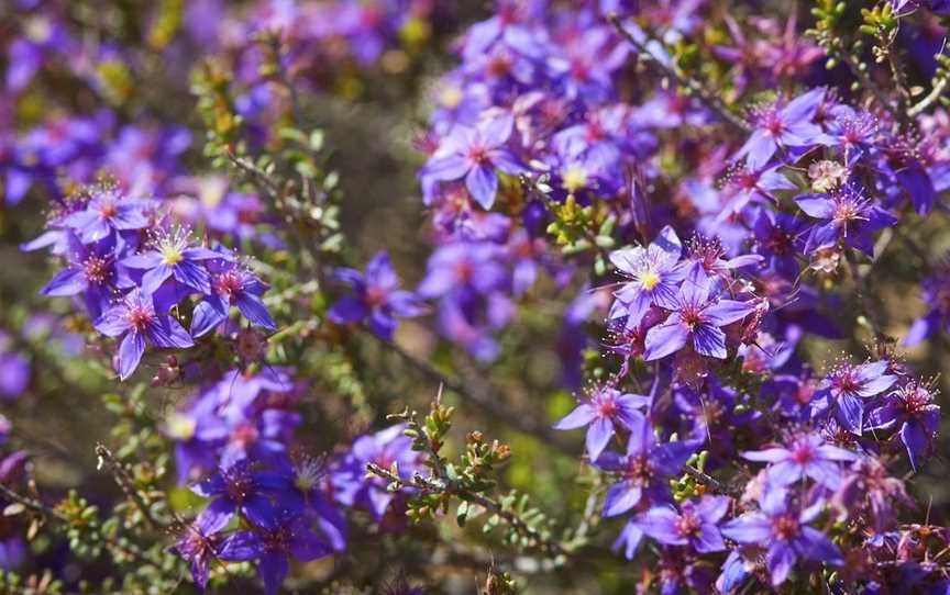 Wildflowers of the Mid West, Mullewa, WA