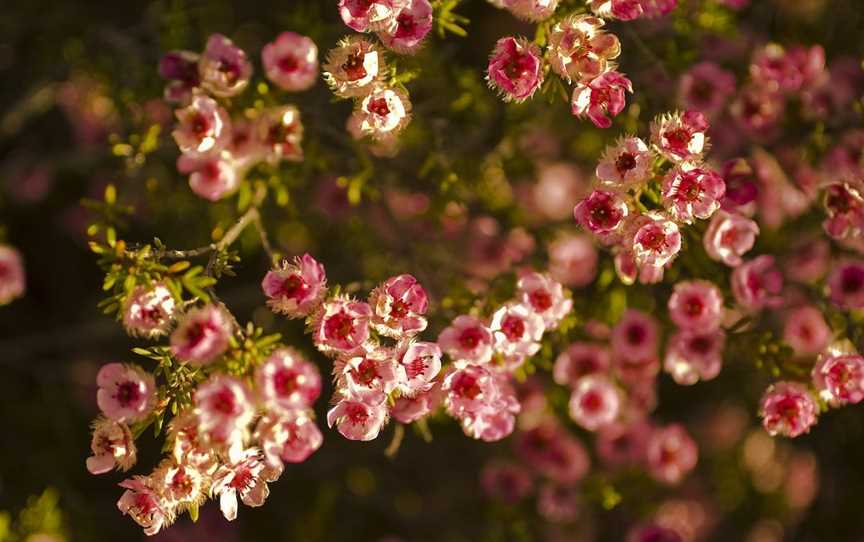 Wildflowers of the Mid West, Mullewa, WA